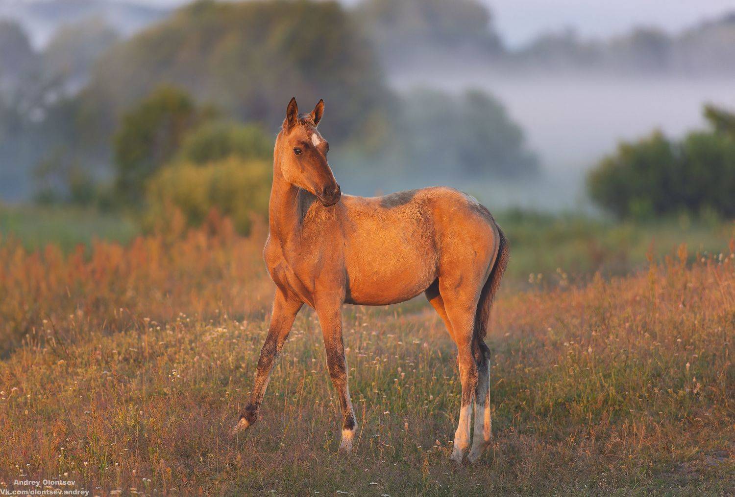 солнце, россия, рассвет, природа, подмосковье, погода, пейзажи, пейзаж, отражение, наукоград, красота, дубна, вода, весна, weather, water, spring, russia, reflection, naukograd, nature, moscow, landscape, dawn, canon, dubna, beauty, Олонцев Андрей