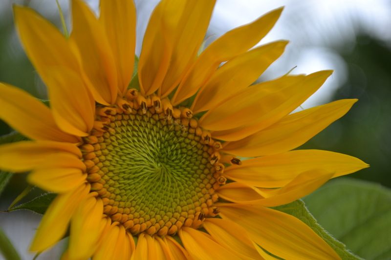 colours,yellow,nature,flower,macro Girasol фото превью