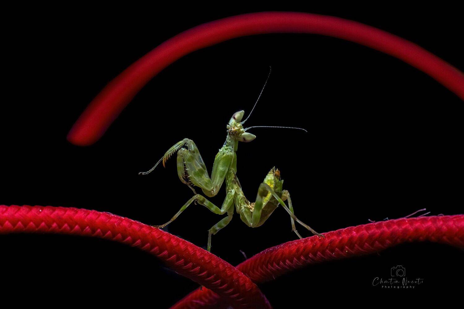 dance, dancing, mantis, macro, red, black, beauty, beautiful, animal, insect, light, NeCoTi ChonTin