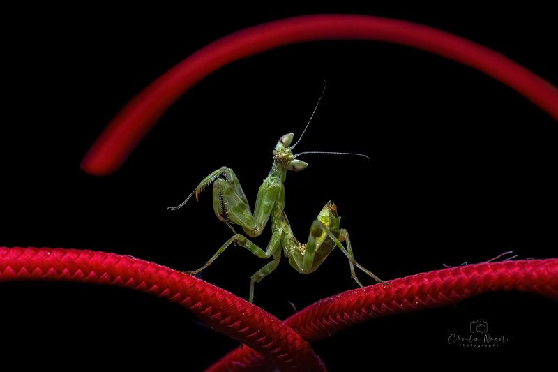 dance, dancing, mantis, macro, red, black, beauty, beautiful, animal, insect, light Dance фото превью