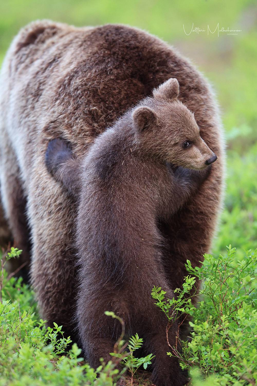 , Mulkahainen Valtteri