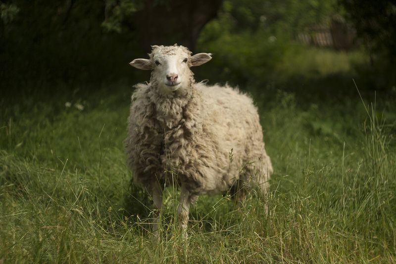 старыми тропами фото превью