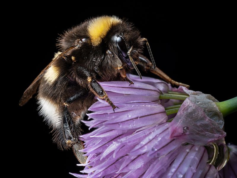 шмель, макро, насекомое, цветок Мохнатый шмель фото превью