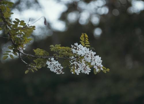 Явь, когда всюду благоухала акация.