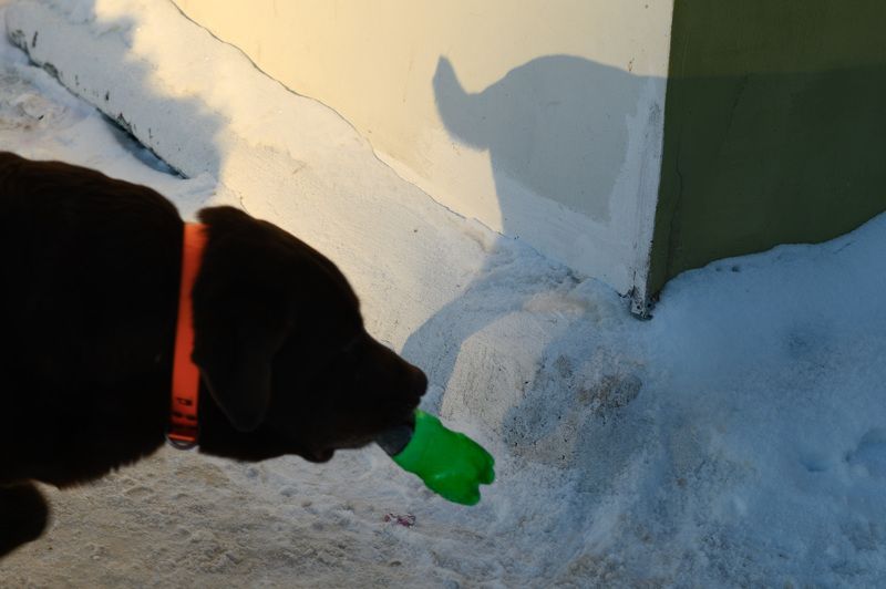 абстракция. Пёс фото превью