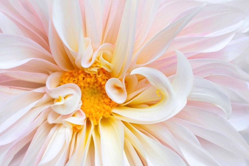 цветы, георгина , природа , красота Георгина фото превью