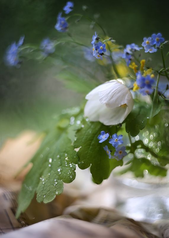 фантазии лета, Думы окаянные.. фото превью