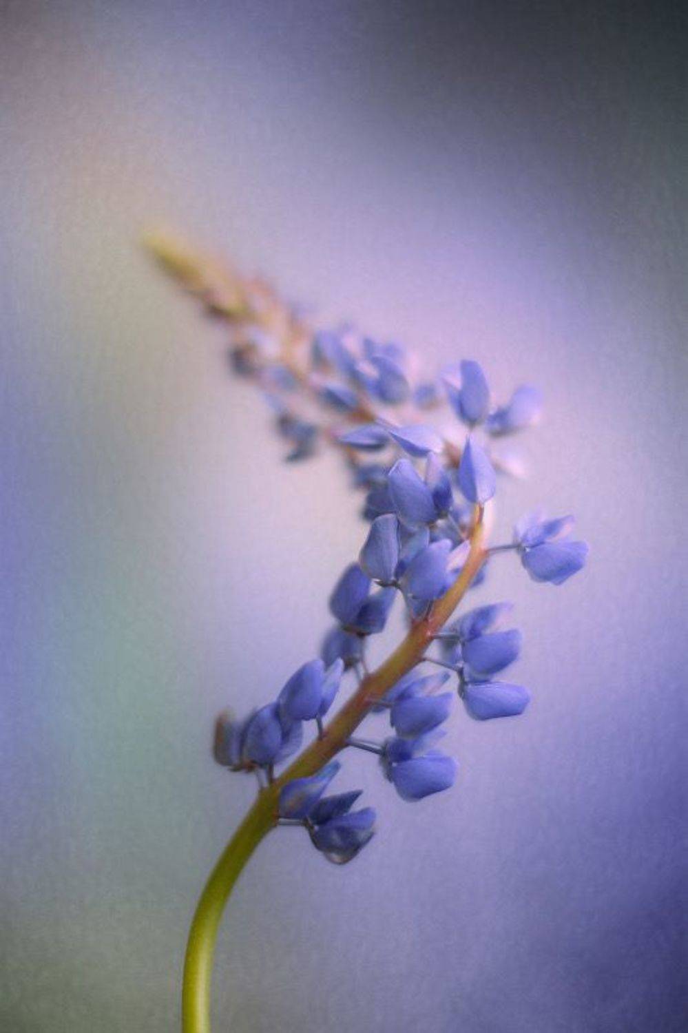 цветы,  люпин, лето, сирень,  макро,  природа, Ксения Максименко