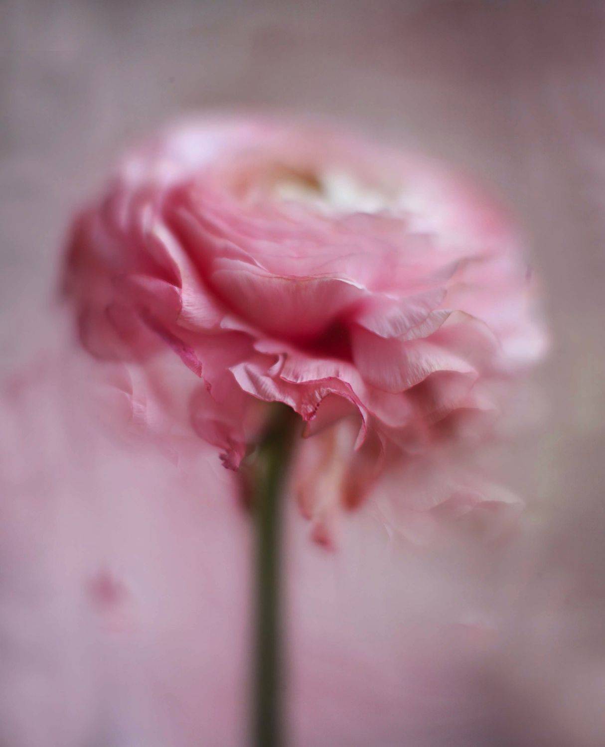 весна, нежность, цветы, натюрморт, макро, природа , красота, Ксения Максименко