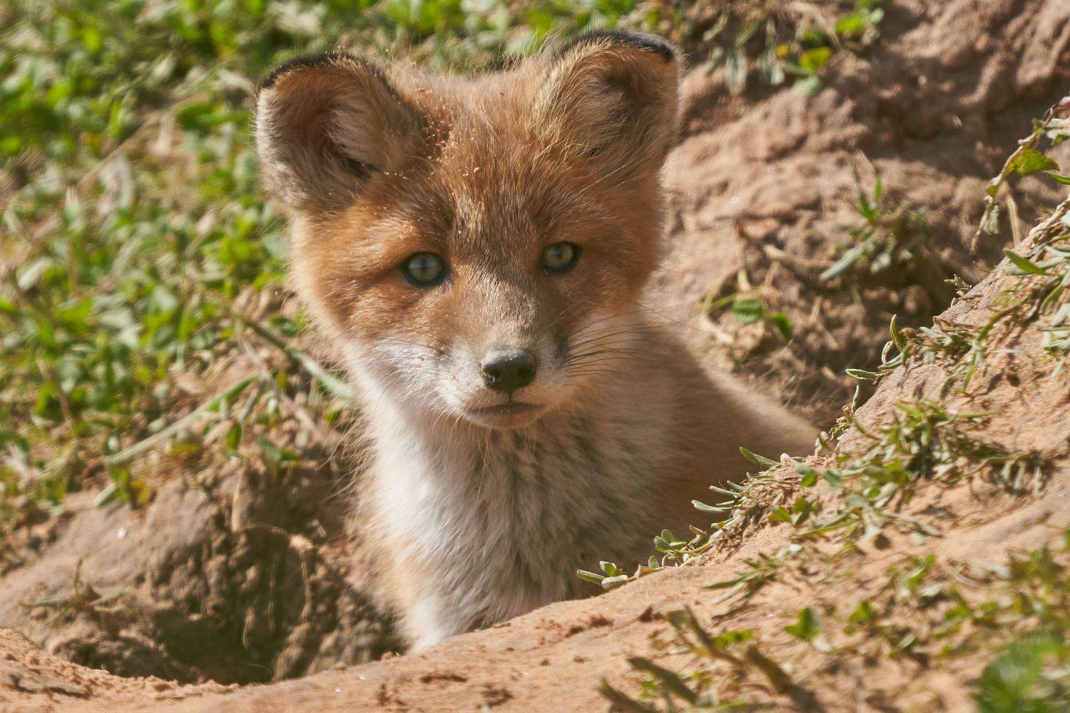 , Victor Krachkovsky