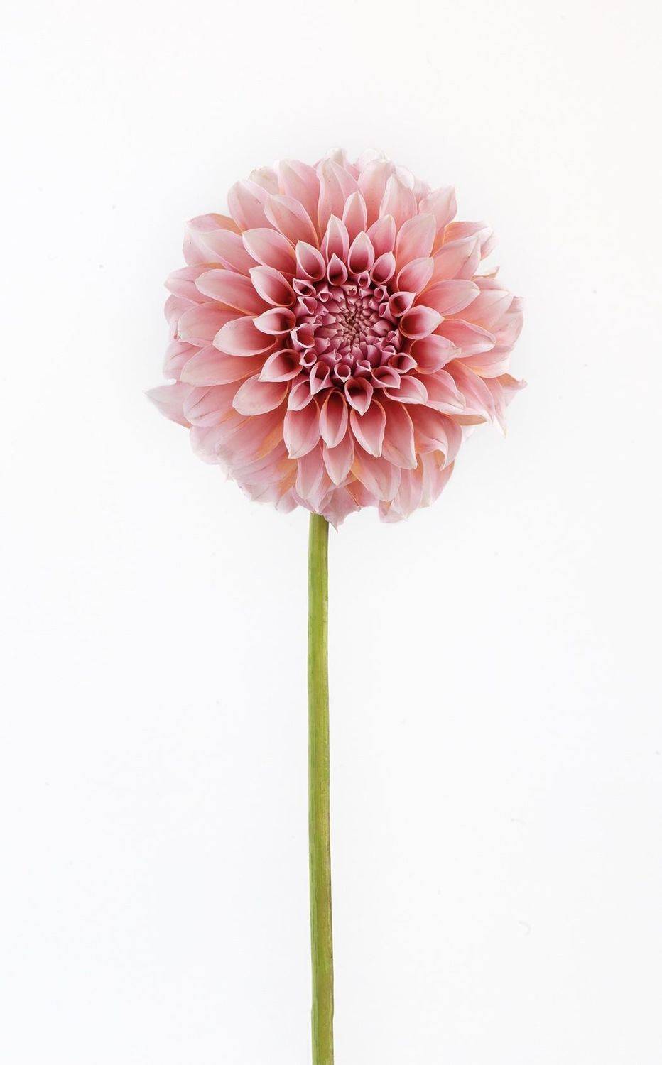 георгина, цветы, природа, Ксения Максименко