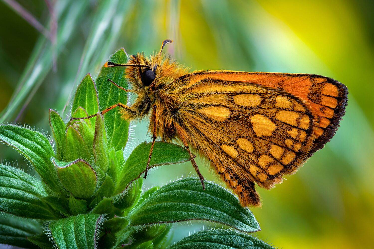 , Антон Финевич