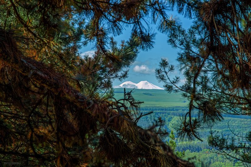эльбрус, гора, кисловодск, хвоя, сосна, ветки, лапы, весенний, снежный, вершина, вид, тропа косыгина Свидание с Эльбрусом фото превью
