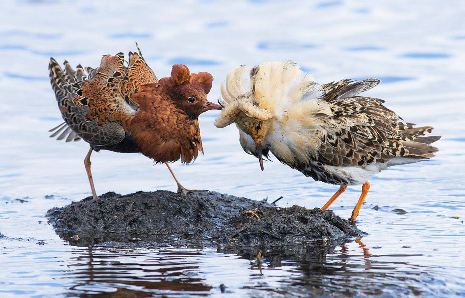 кулики,турухтаны,самцы,дуэль, Иван