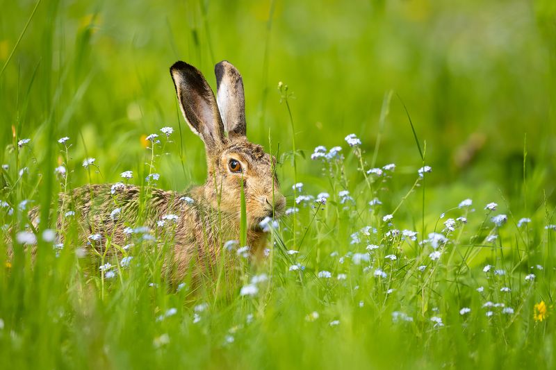 Hare фото превью
