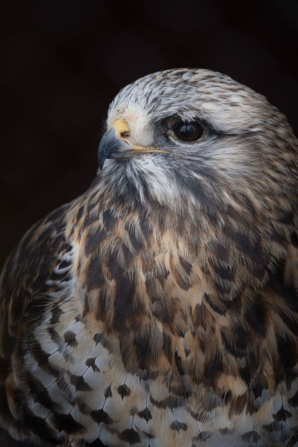 outdoor, bird, portrait, dramatic, wild, look, Алексей Вымятнин