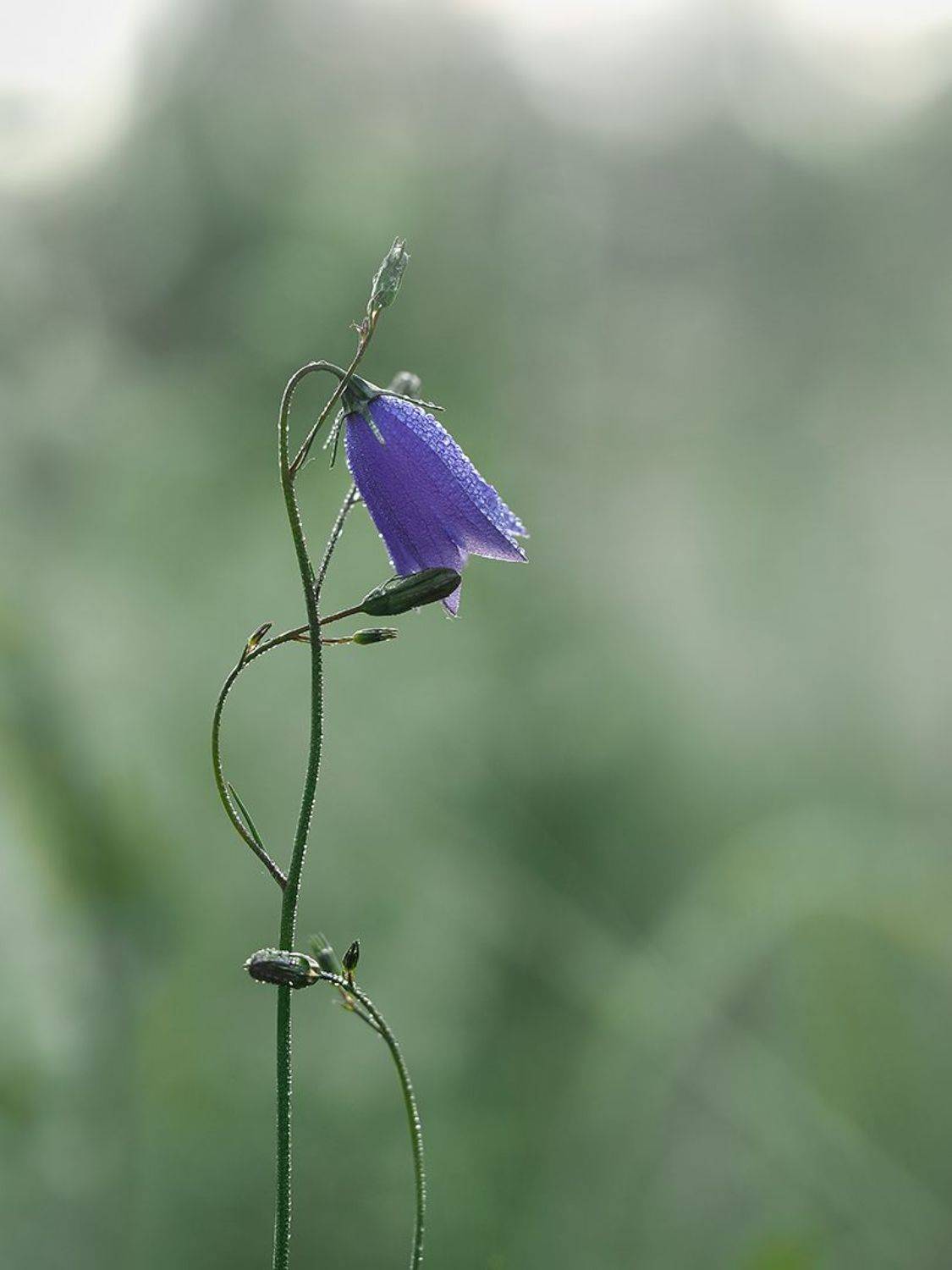, Сергей Калёв