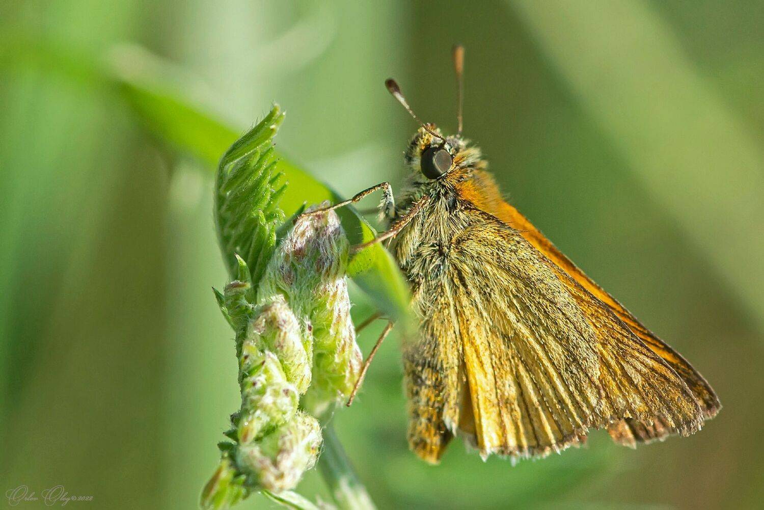 , Орлов Олег