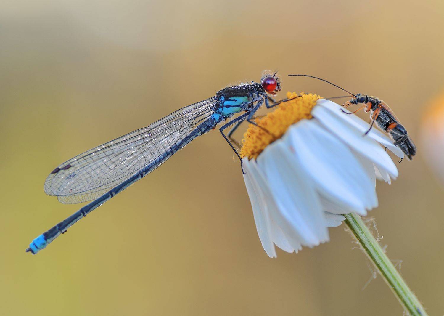 , Лапшина Владлена