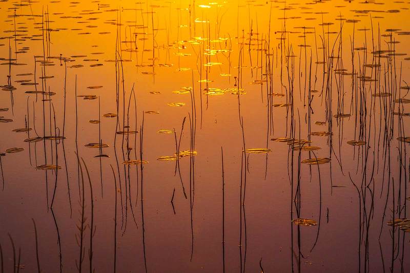 Золото заката фото превью