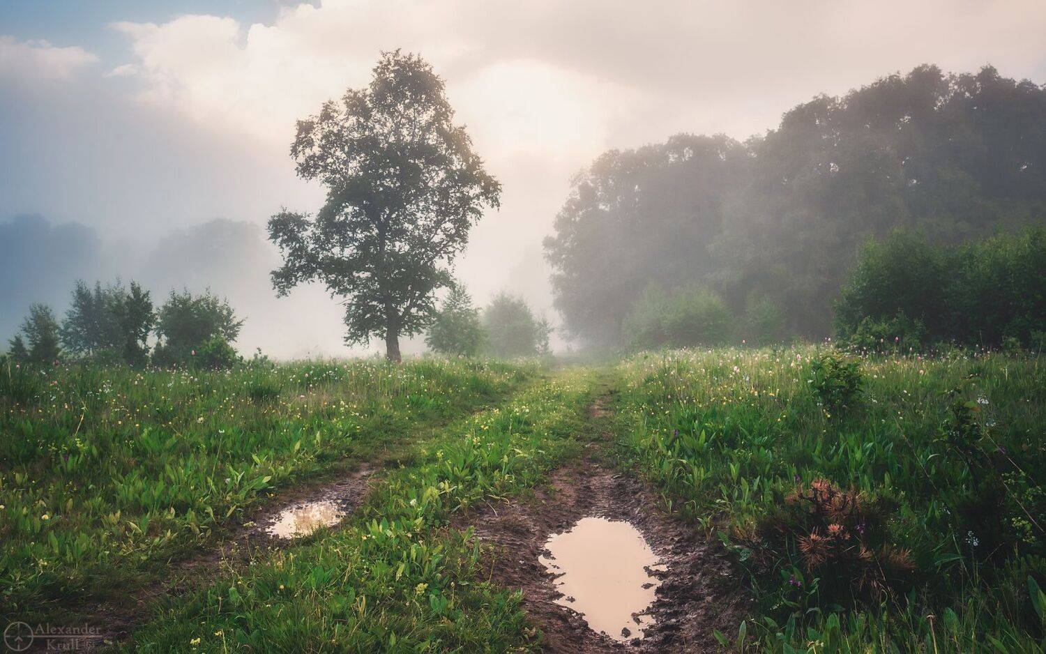 бамбаки, Александр Круль