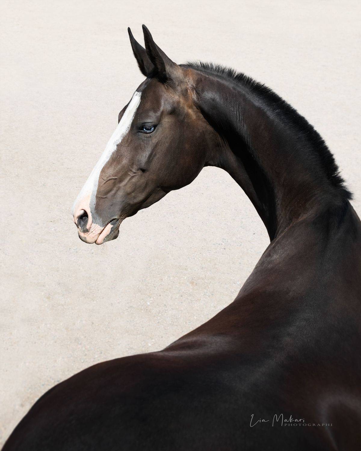 лошадь, horse, лошади, Лия Макари