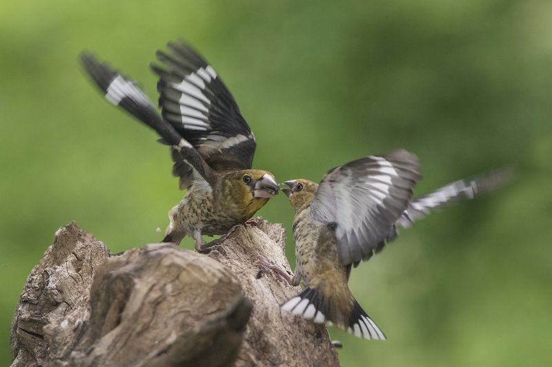 Дубоносы фото превью