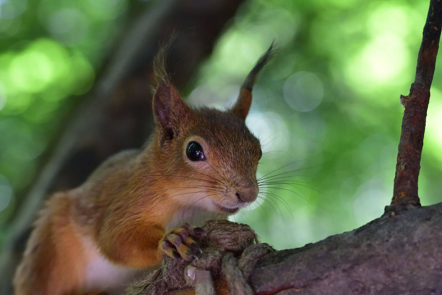 , Корнейчук Игорь