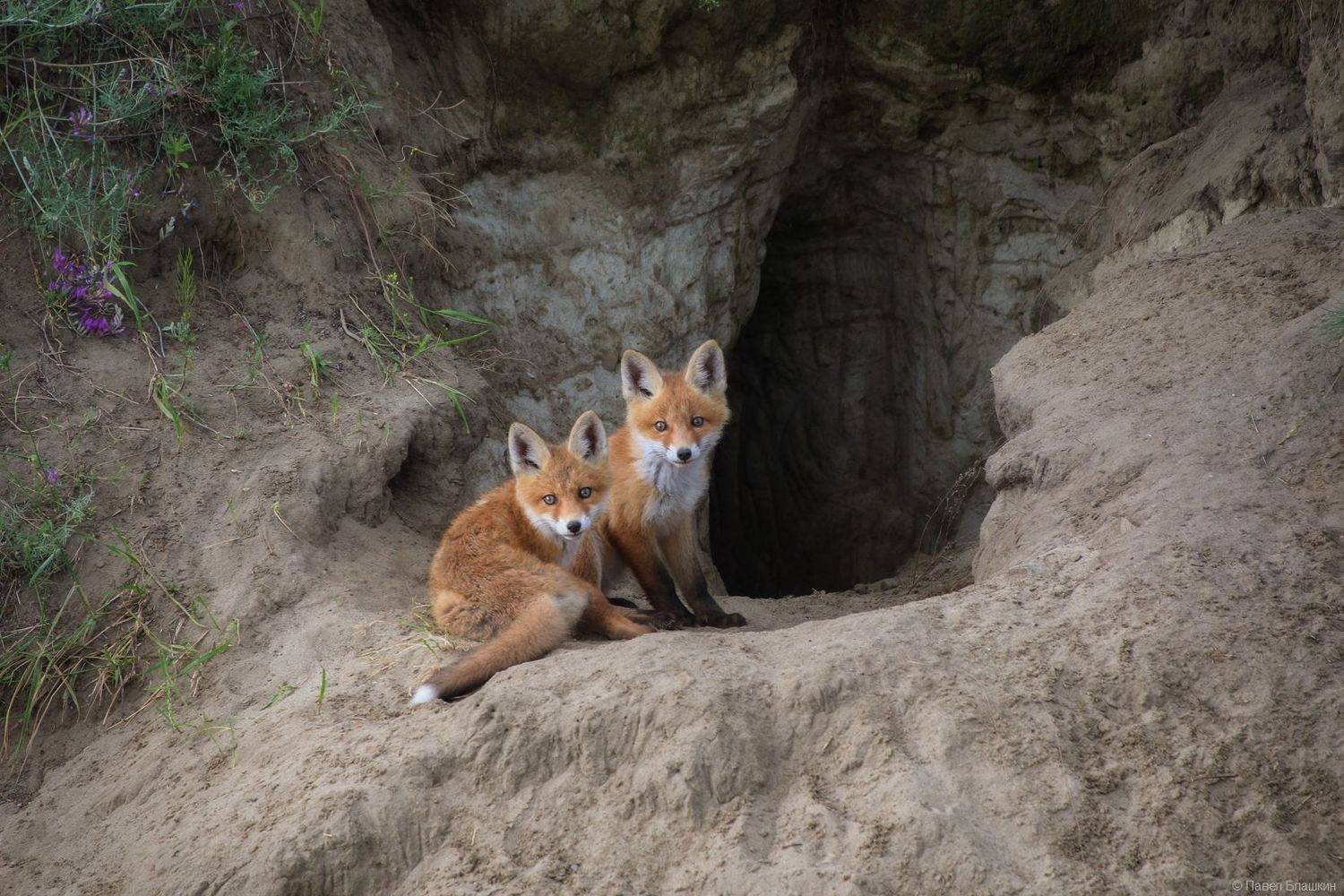 , Павел Блашкин