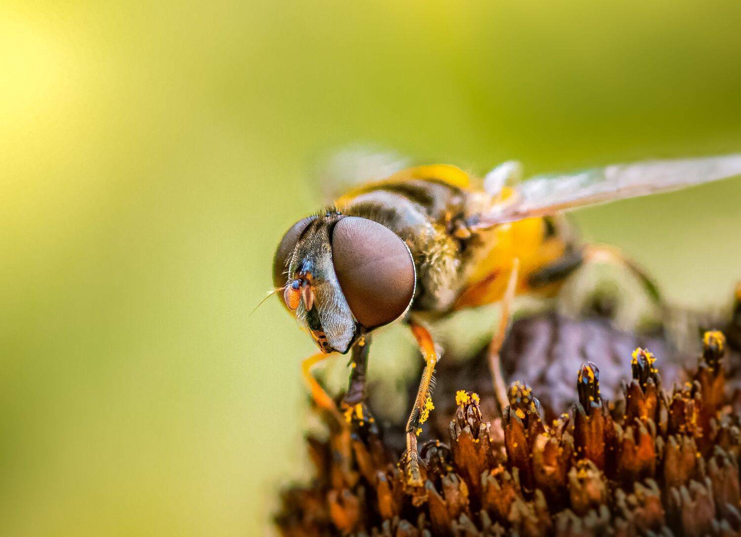 insect, beetle, bug, bugs, leaf, grass, macro, spring, love, fly, Atul Saluja