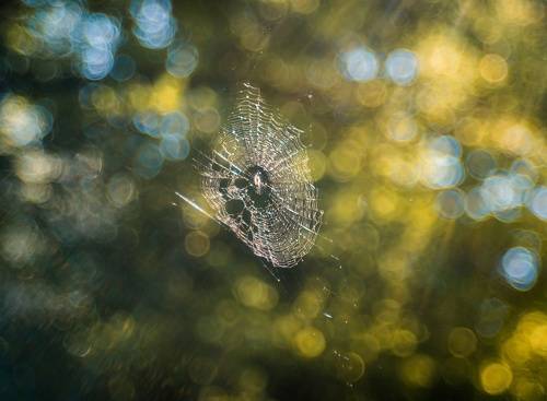 Летним утром во дворе.