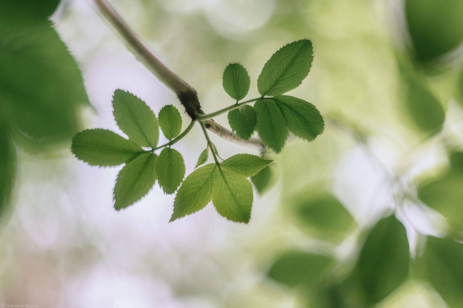 , Александр Чорный