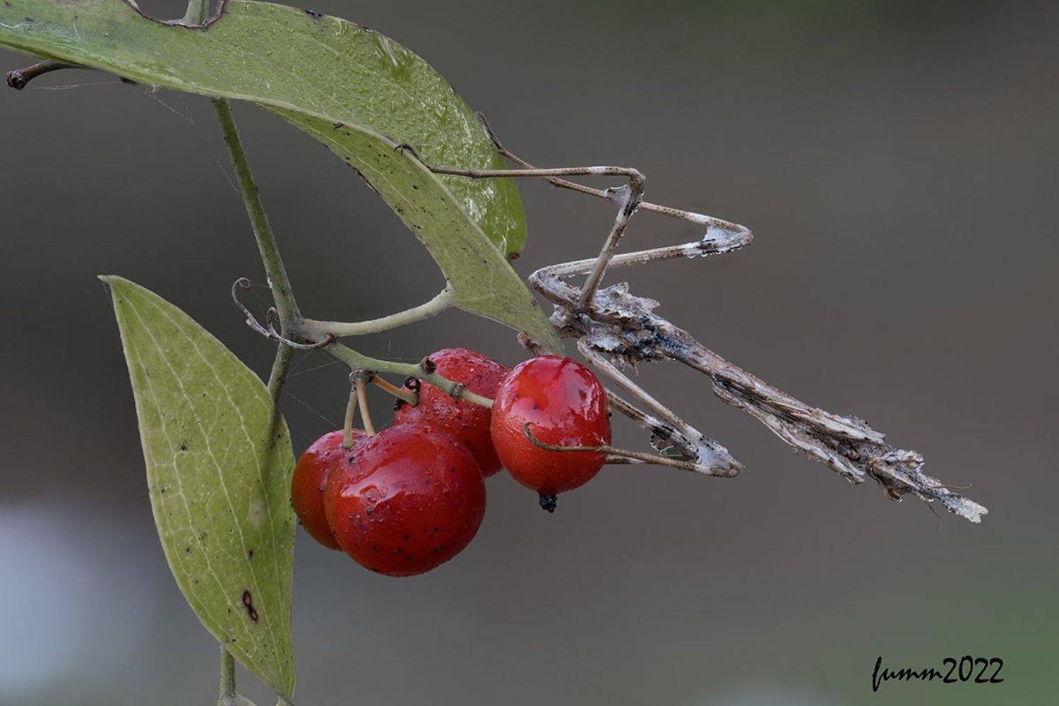 , Игорь ФУММ