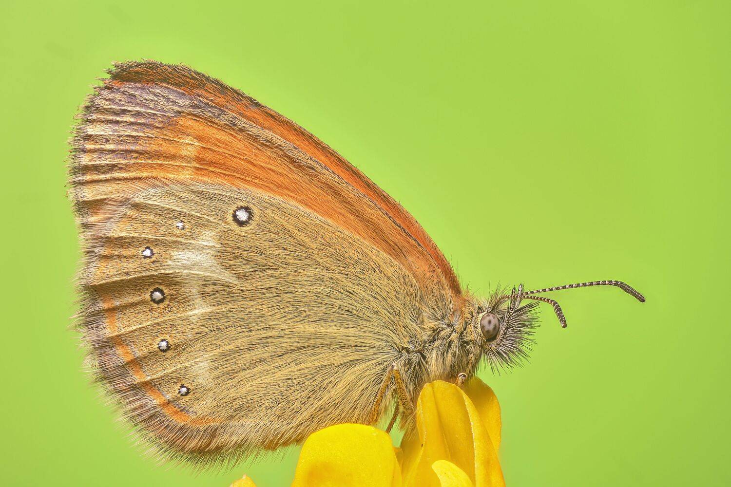 , Максим Вышарь