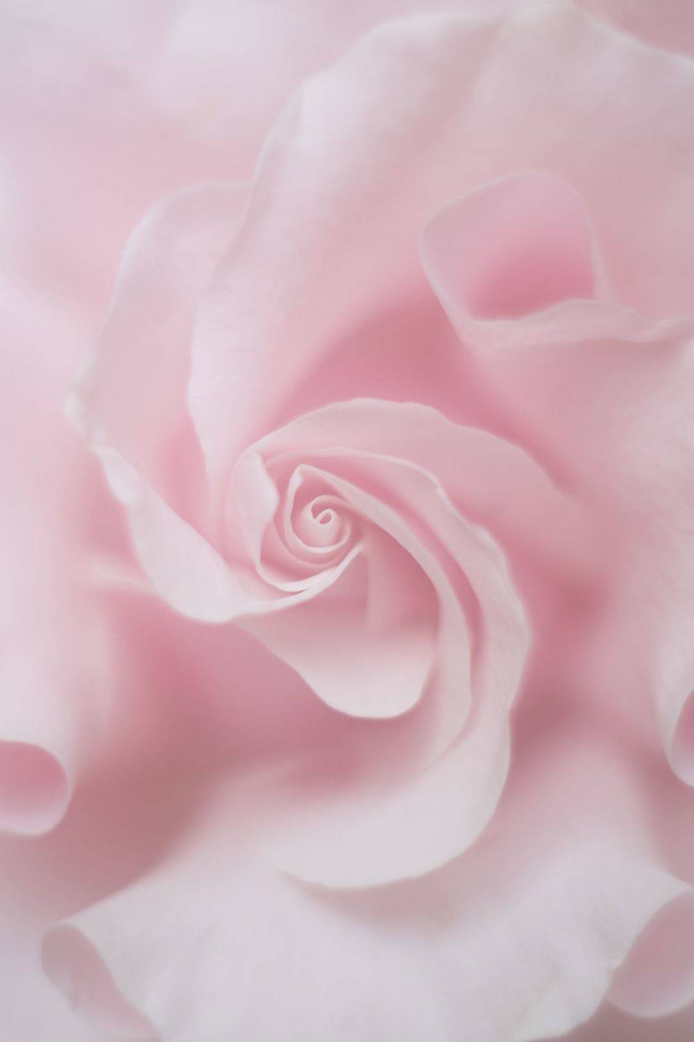 роза , цветы , природа , макро , красота, Ксения Максименко