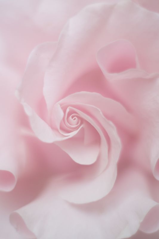 роза , цветы , природа , макро , красота Роза фото превью