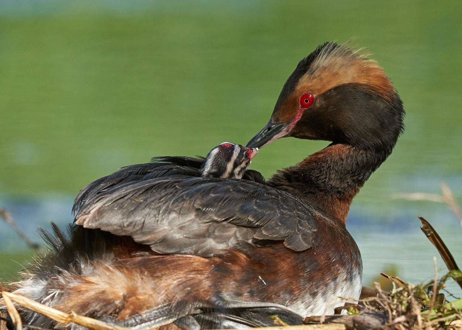 , Victor Krachkovsky