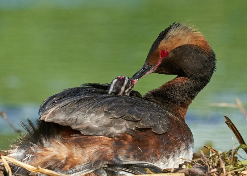 Красношейная поганка с птенцом (Лен.обл, Гатчинский р-н, июль 2022) фото превью