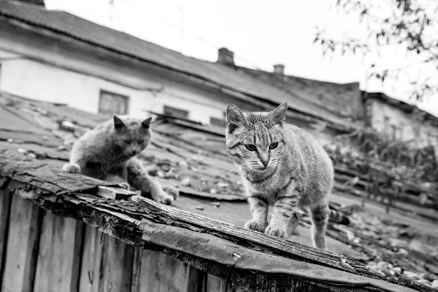 , Alexander Shilov