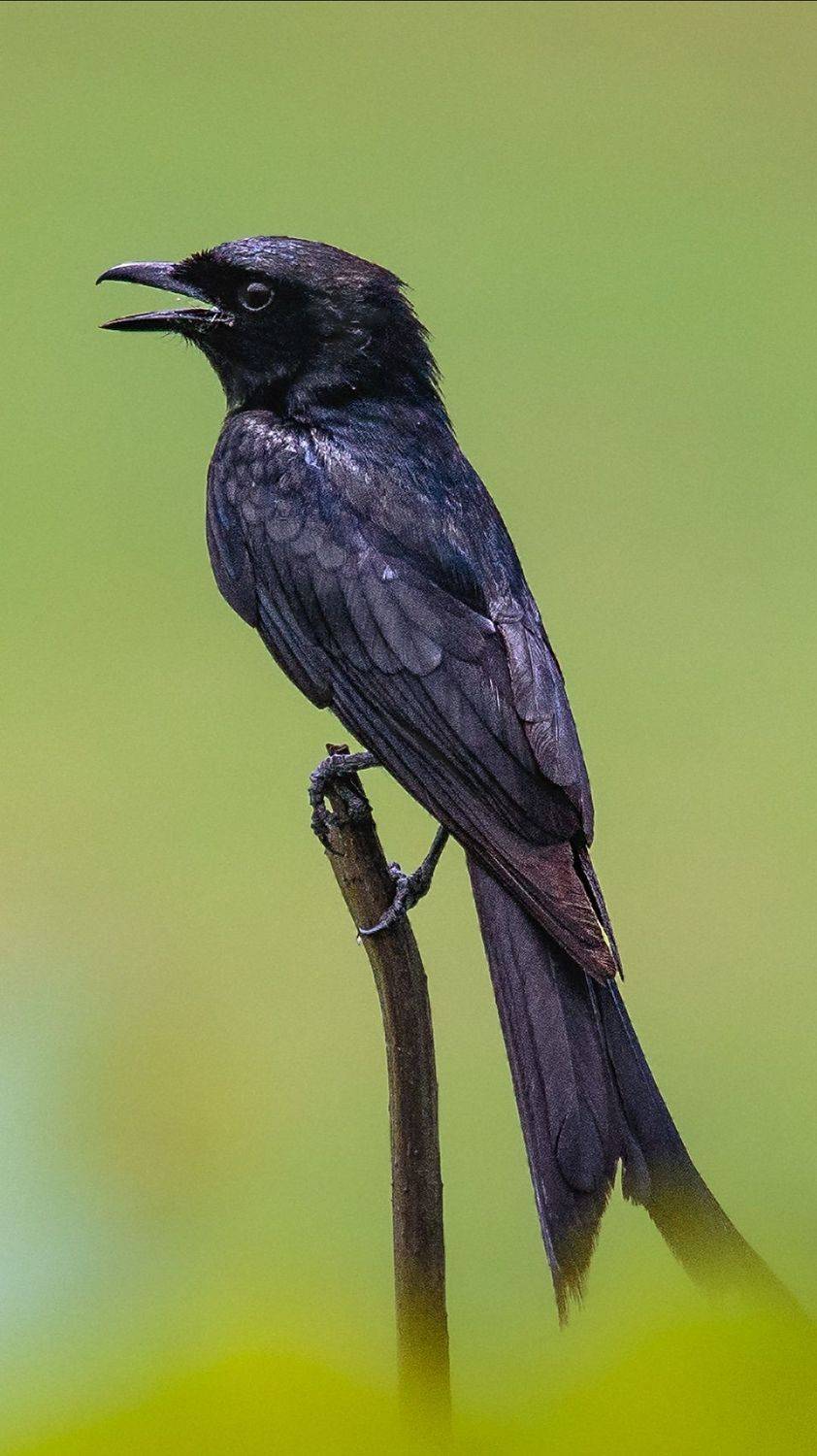 dicrurus macrocercus, liu yudong