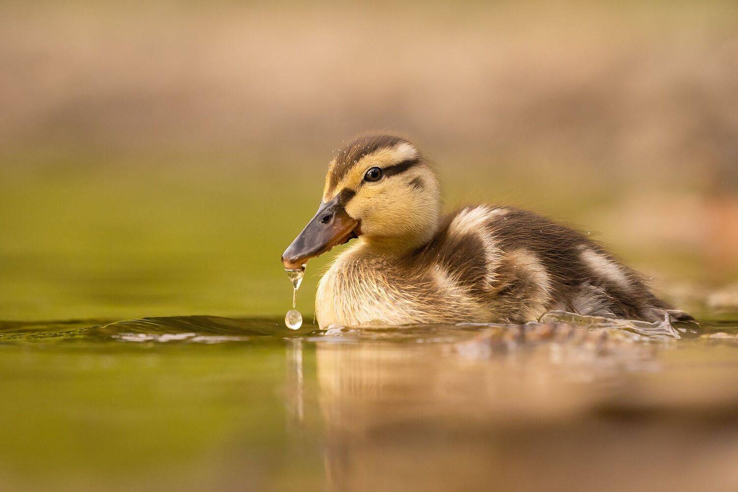 , Robert Adamec
