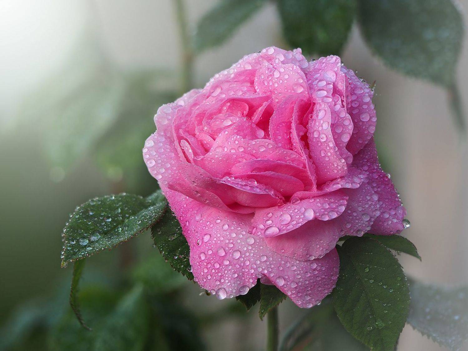 , Сергей Калёв