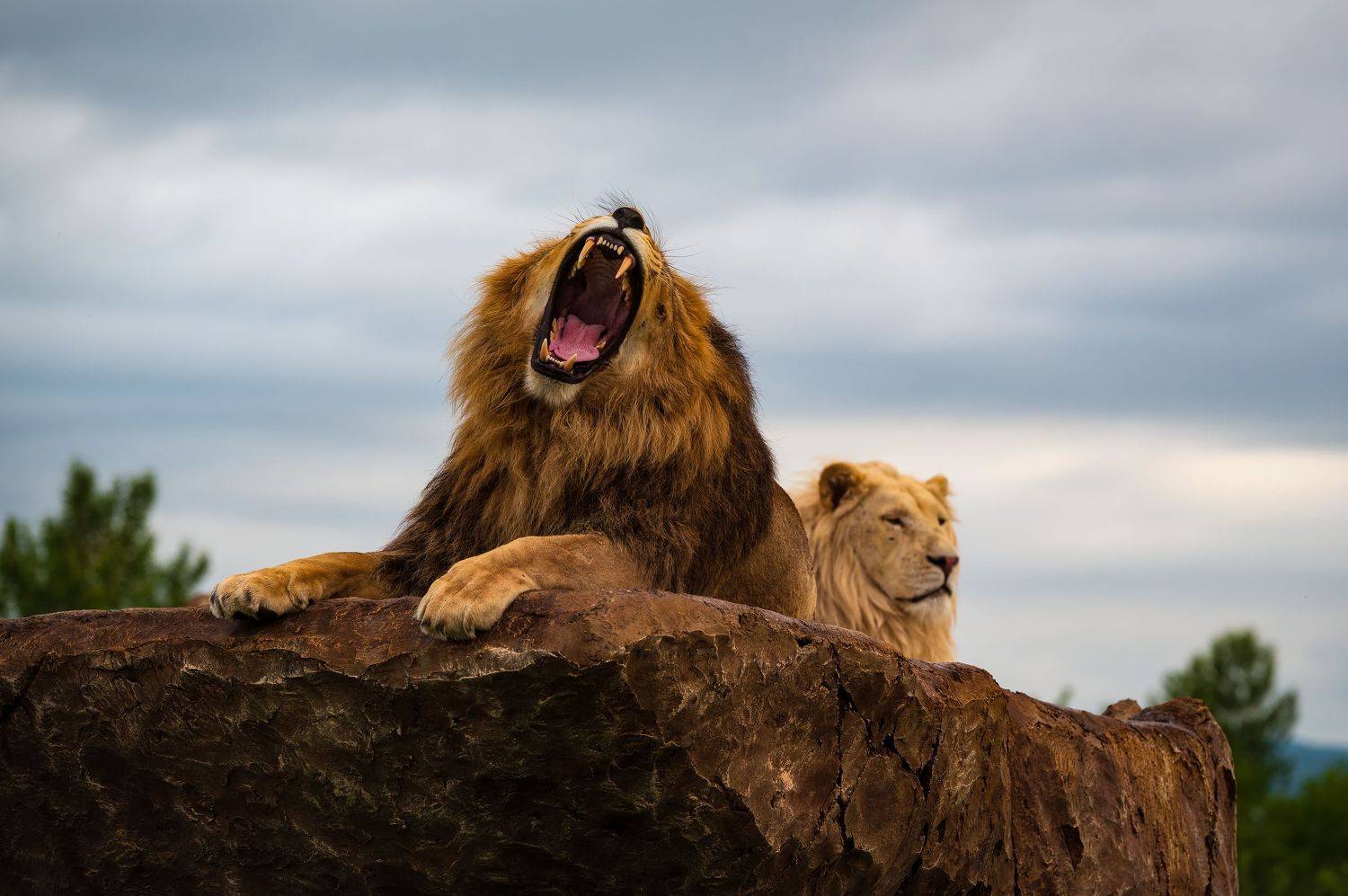 crimea, wild, wildlife, animal, lion, cat, nature, summer, Бугримов Егор