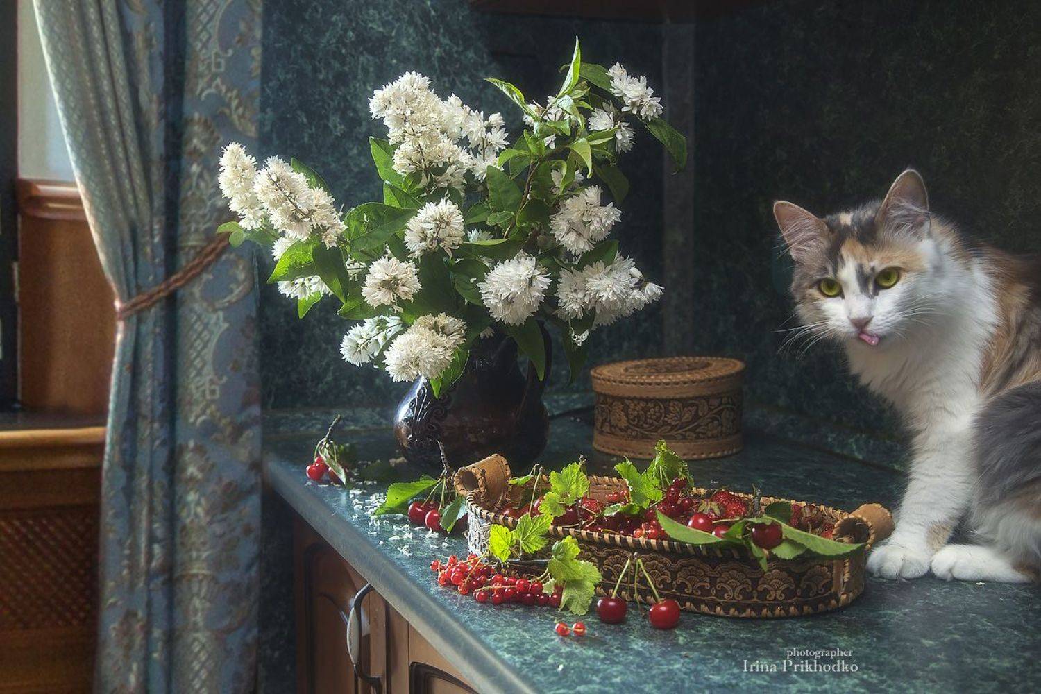 натюрморт, котонатюрморт, кошки, домашние животные, лето, кухня, цветы, ягоды, Приходько Ирина