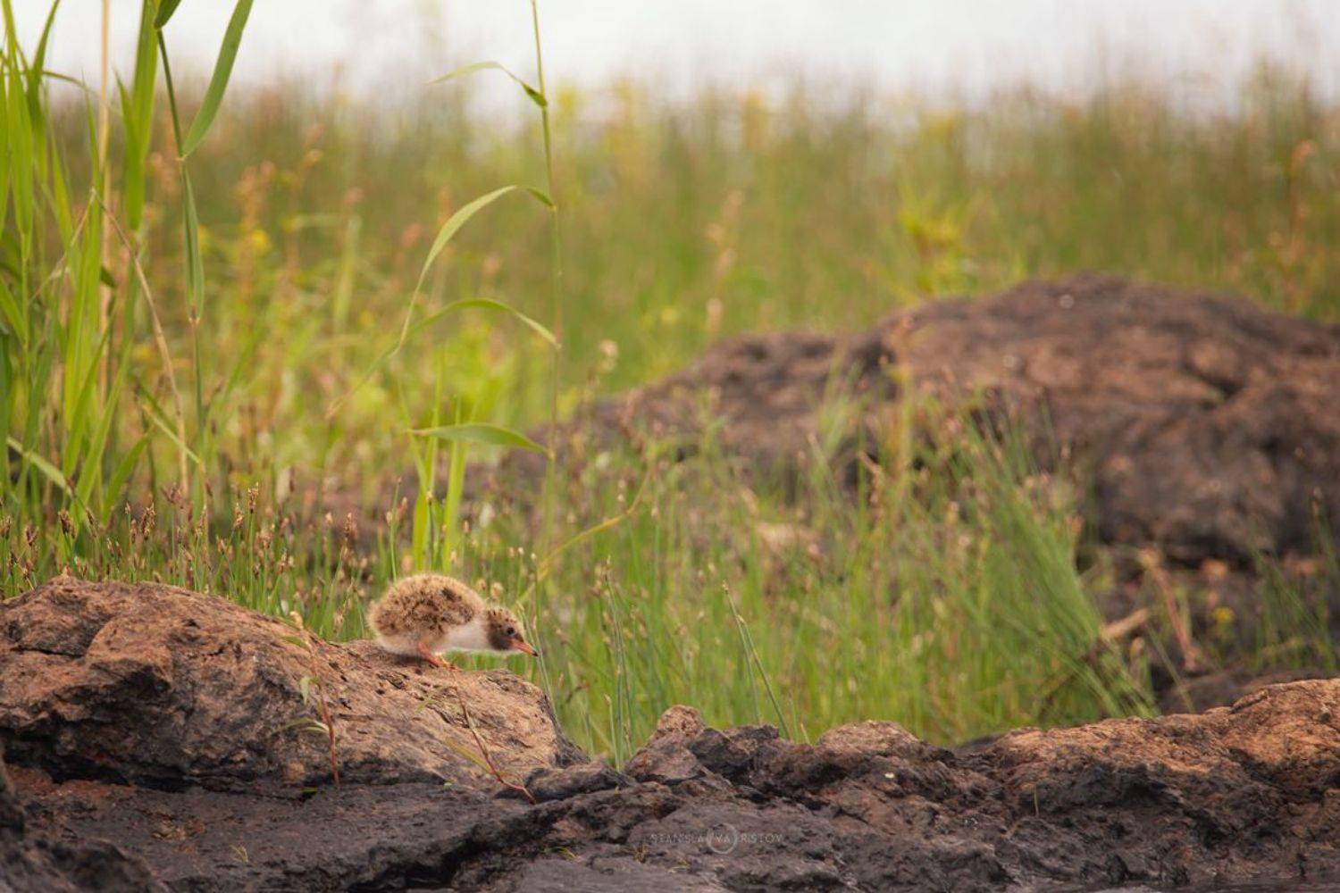 , Станислав Аристов