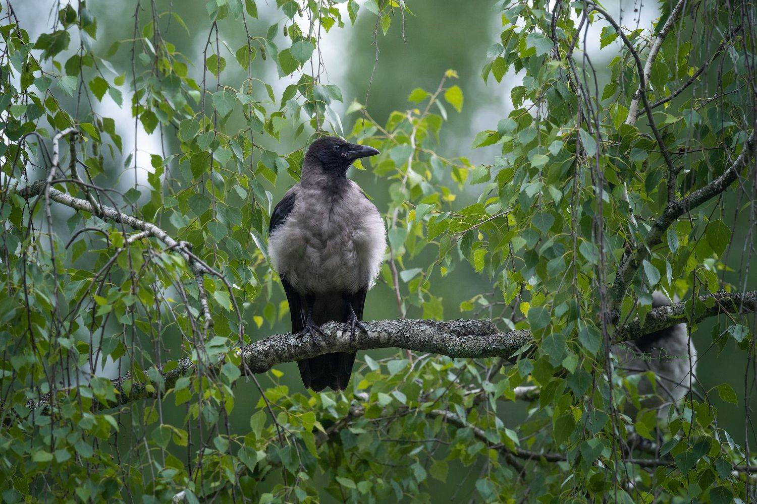 природа, лес, поля, огороды, животные, птицы, макро, Посевич Дмитрий
