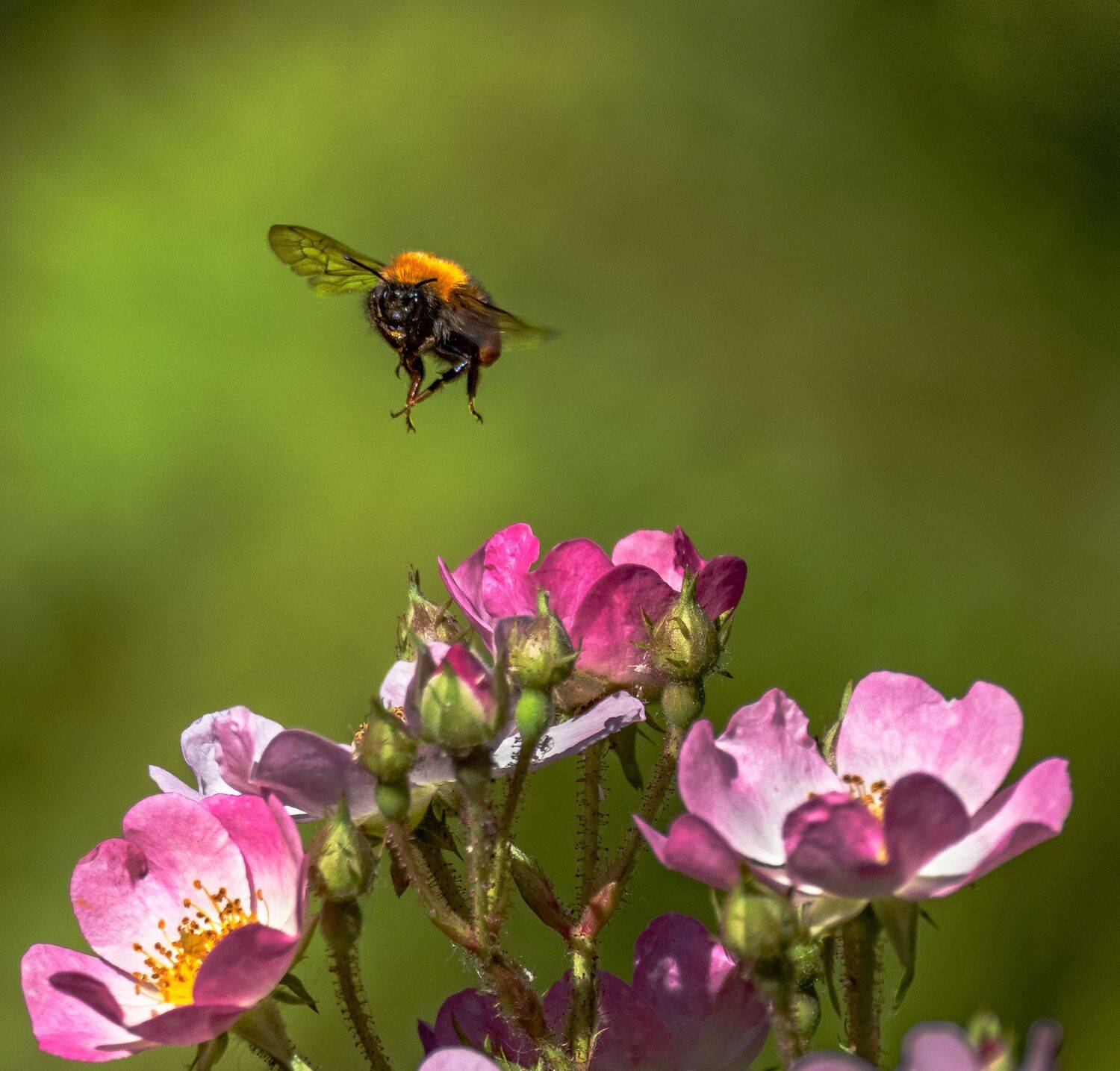 , Курлянцев Алексей