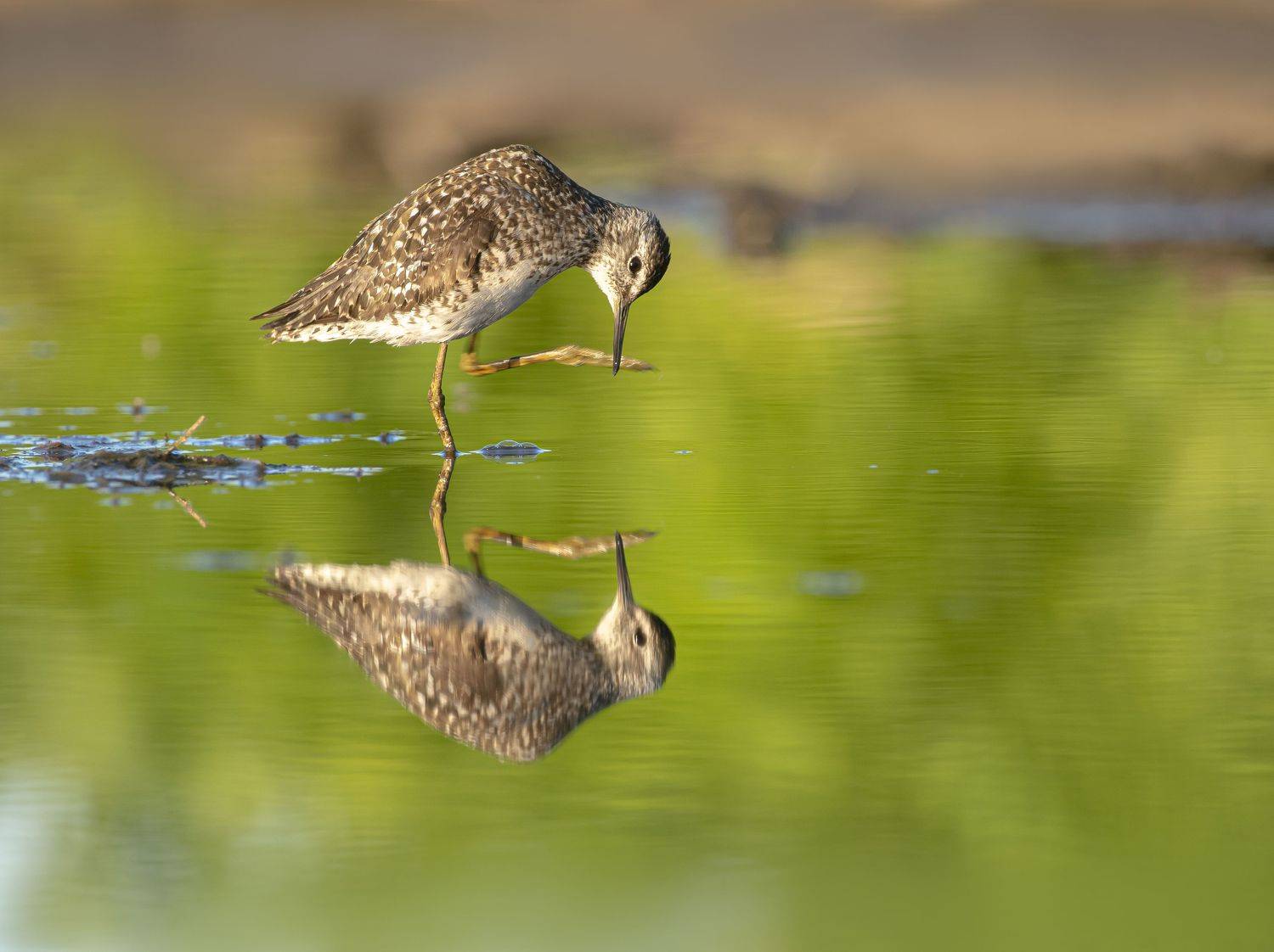 птицы,природа, лето, Андрей Киселёв
