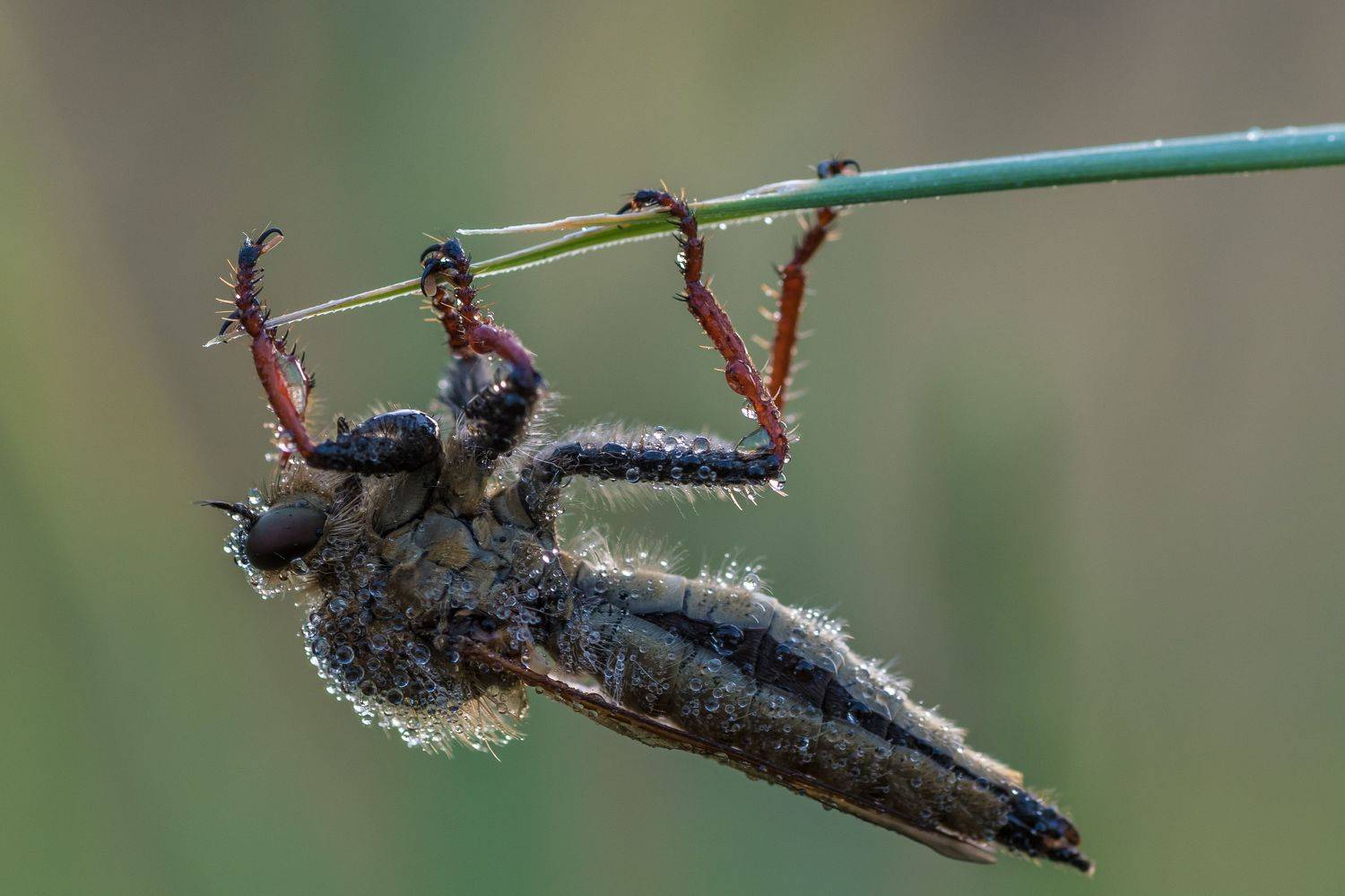 , Роман Зайцев