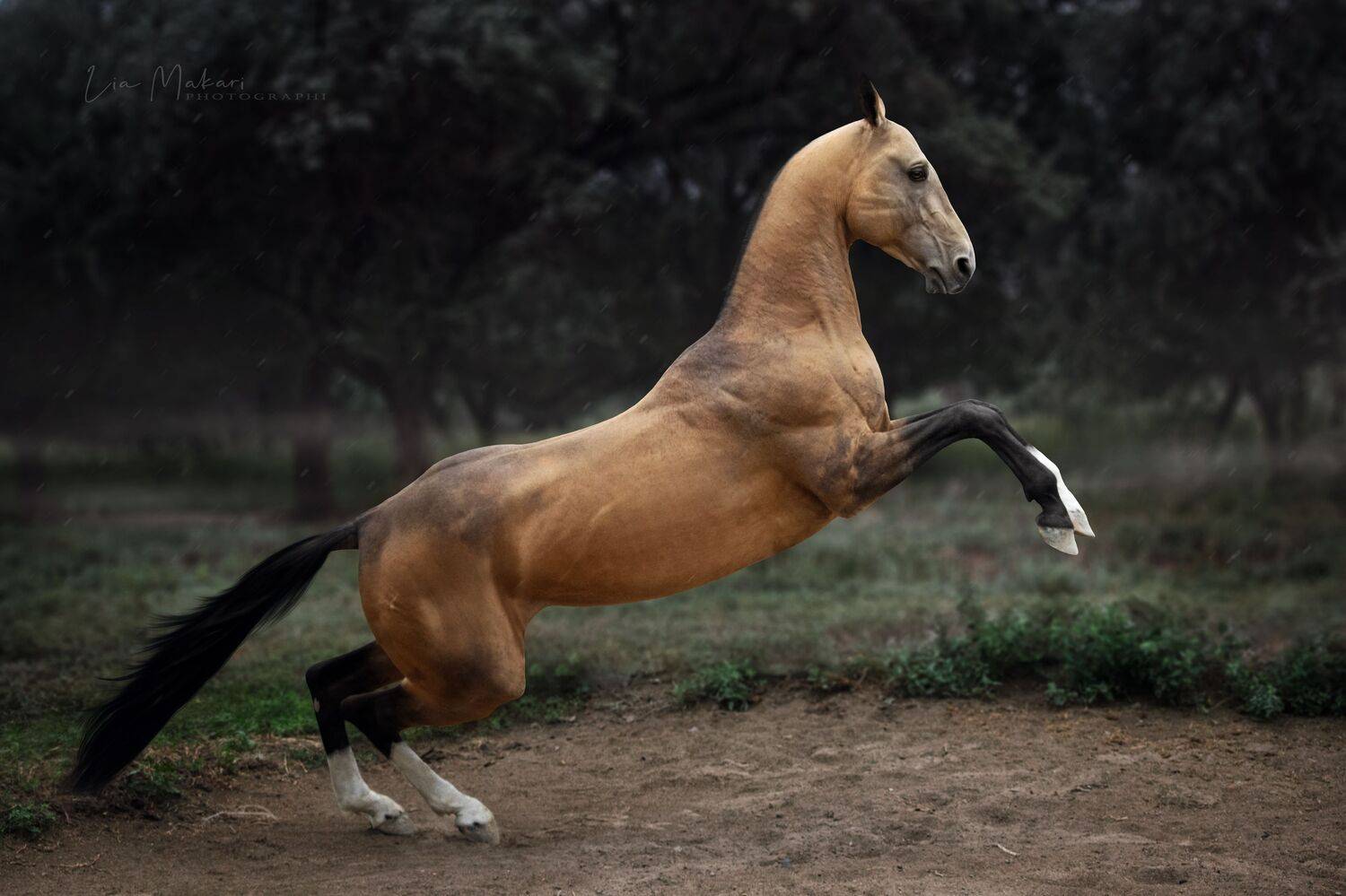 Лошадь, Лия Макари